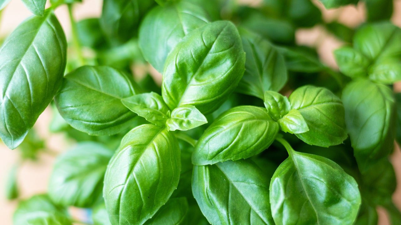 Qual é o melhor manjericão para pesto? O especialista responde