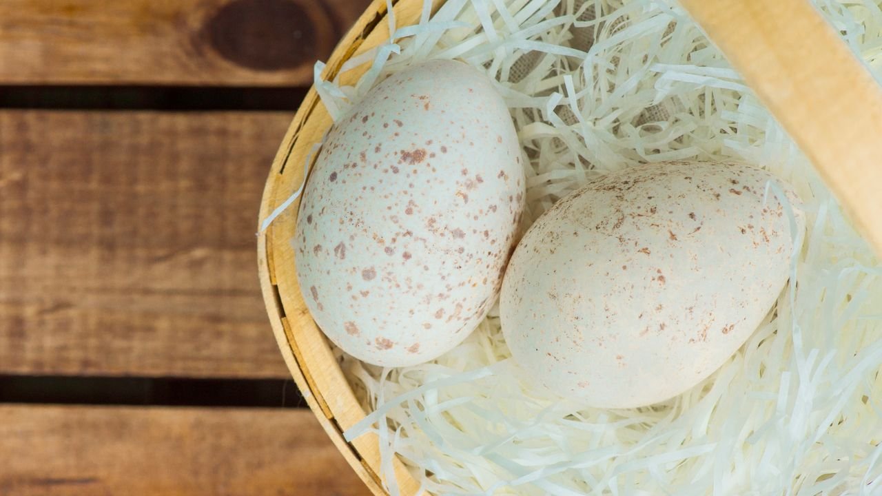 Por que não comemos ovos de peru?